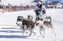 Lenk 2013